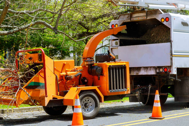 Why Choose Our Tree Removal Services in Emporium, PA?